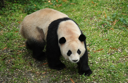 It’s a first in the world! A giant panda recovers from duodenal obstruction after operation