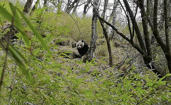 Traces of wild giant pandas found in Tangjiahe National Nature Reserve