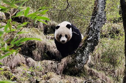 Traces of wild giant pandas found in Tangjiahe National Nature Reserve