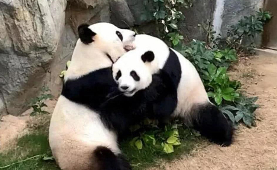 For the first time in nine years, Hong Kong giant pandas Yingying and Lele mate naturally