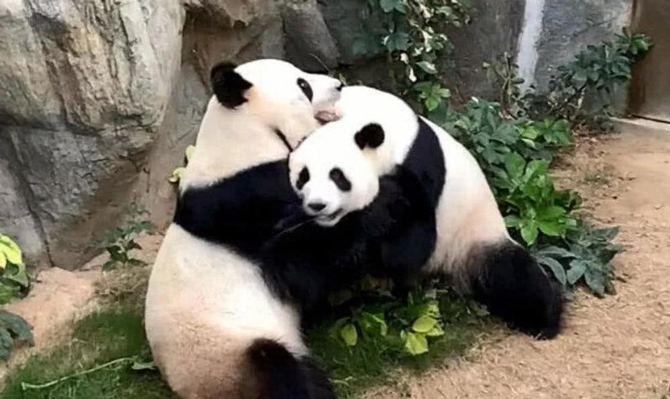 大熊猫1.jpg