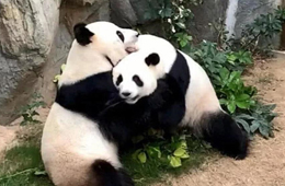 For the first time in nine years, Hong Kong giant pandas Yingying and Lele mate naturally