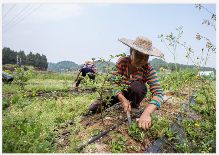 船山區多措并舉、精準發力，高質量打贏脫貧攻堅收官戰