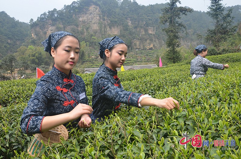 采茶现场（自贡市荣县县委宣传部-供图）.jpg