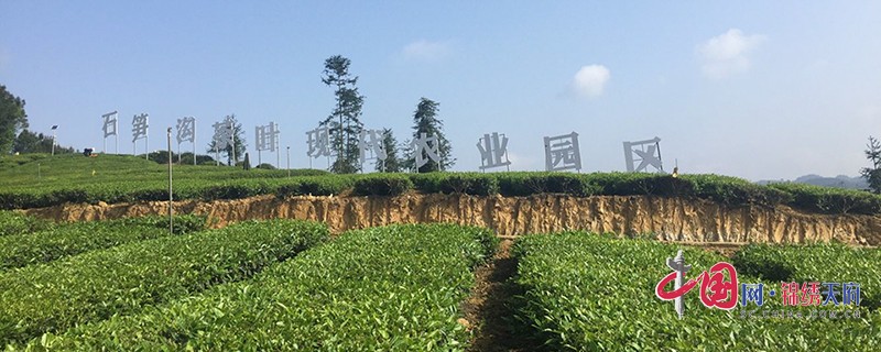 石笋沟茶叶主题公园（自贡市荣县县委宣传部-供图）.jpg