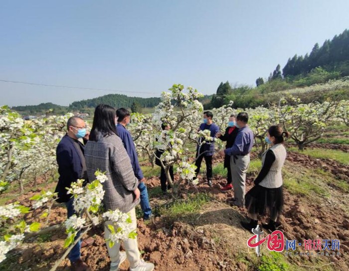 安居區嘗樂黃金梨專業合作社.jpg